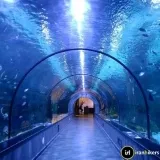 anzali aquarium